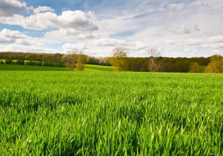 Nature.jpg